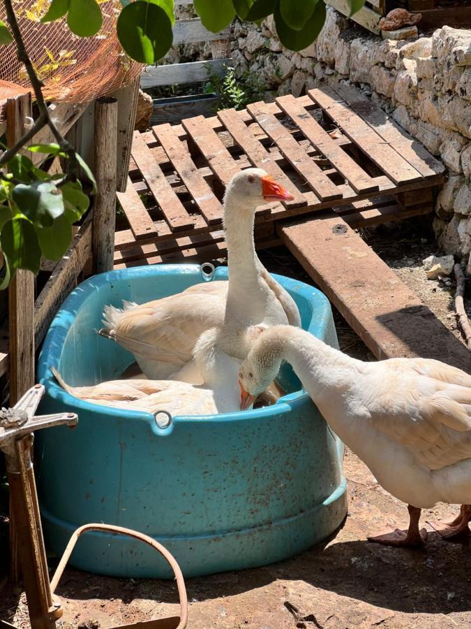 Limonaia In Salento Villa Marittima Dış mekan fotoğraf